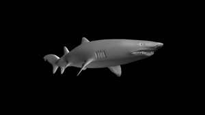 3d model of a sandtiger shark for the Discovery Channel Ipad app for Shark Week