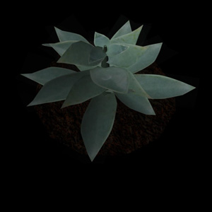 3d model of a ghost plant