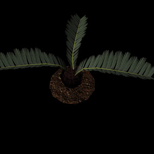 3d model of an indoor palm tree