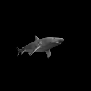 3d model of a tiger shark for the Discovery Channel Ipad app for Shark Week